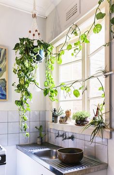 Green Kitchen