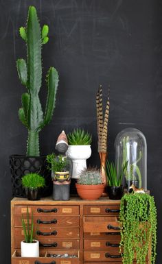 plants