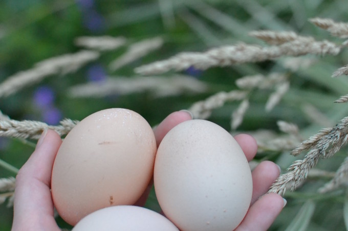fresh-free-range-eggs2