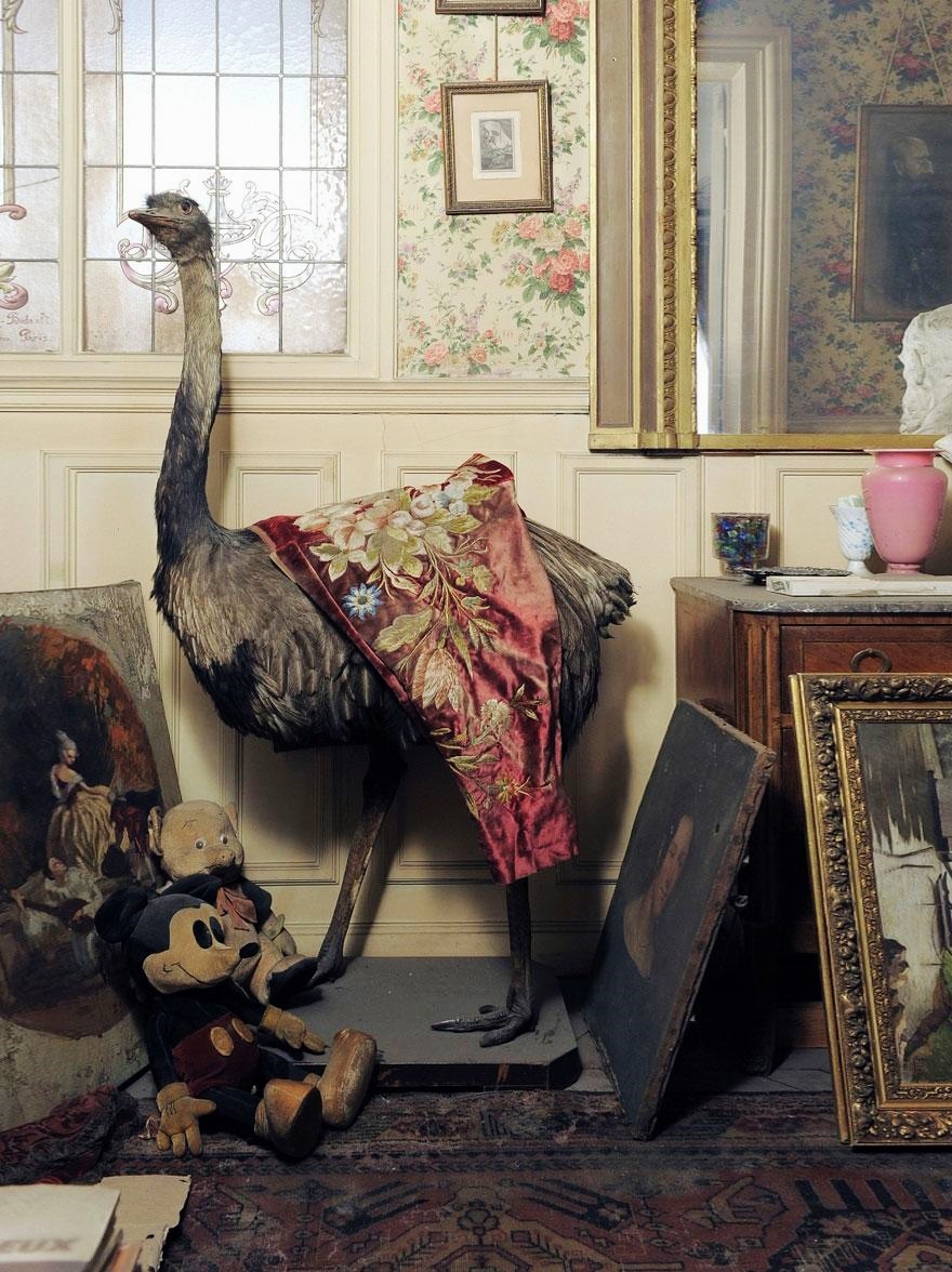 taxidermy in Paris apartment of Madame de Florian