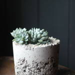 DIY concrete planter Growing Spaces blog