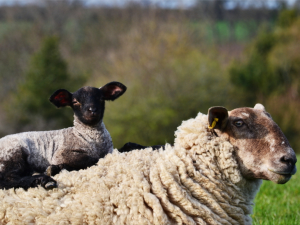 Lamb sitting on ewe sheep