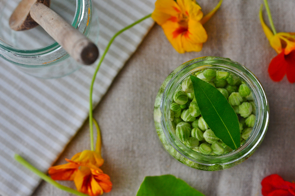 Pickled nasturtium seeds recipe Poor Mans Capers Decorator's Notebook blog 14