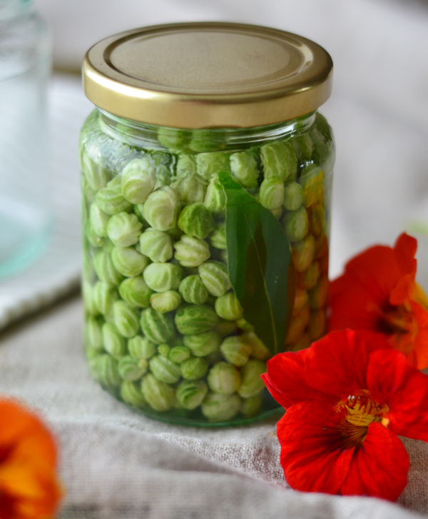 Pickled nasturtium seeds recipe Poor Mans Capers Decorator's Notebook blog 5