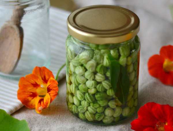 Pickled nasturtium seeds recipe poor mans capers Decorator's Notebook blog 9