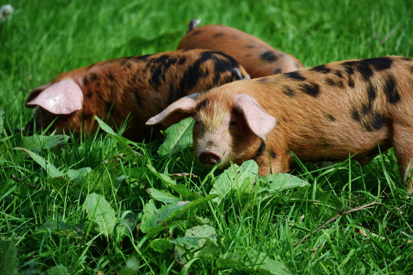 Good Life Experience festival pigs