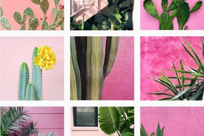 Plants on Pink