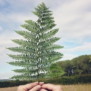  Planting trees in the #Somerset #countryside! 