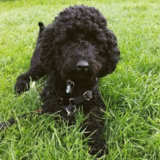  How I love my morning walks with my funny little noodle. You make me laugh Onyx! #hearingdogpuppy #hearingdog #hearingdogs #poodle #poodlesofinstagram 