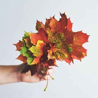  Playing with autumn leaves this morning to photograph some lovely new products for the shop. Keep an eye out over the next couple of days. #autumnleaves #autumncolours 