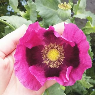  Another thing has appeared that I can't believe I grew... this gardening malarkey makes me feel like a sorceress! #poppy #flowersofinstagram 