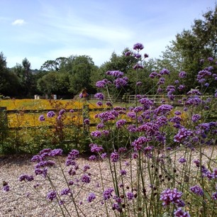  Purple and yellow beauties at Yeo Valley organic gardens. 